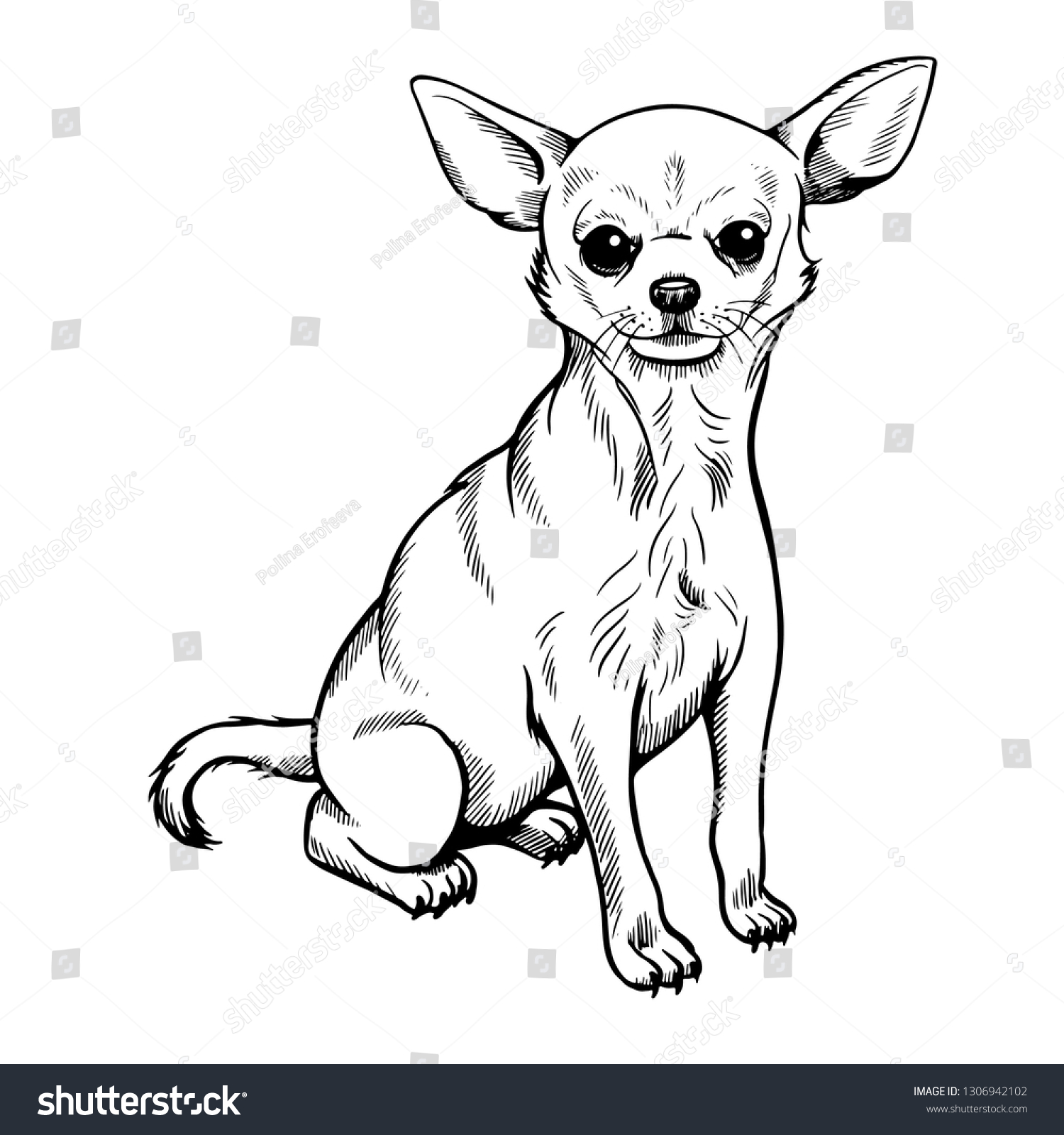 Chihuahua Sketch Hand Drawn On White Stock Vector (Royalty Free ...