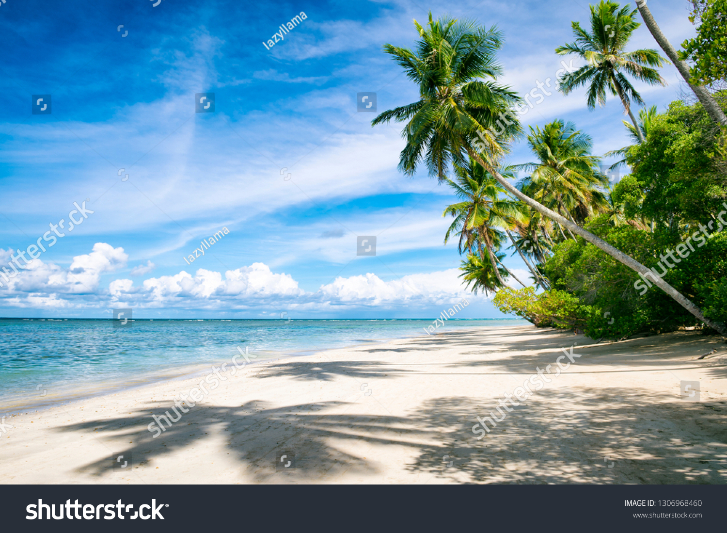 Palm Trees Casting Shadows On Wide Stock Photo 1306968460 | Shutterstock