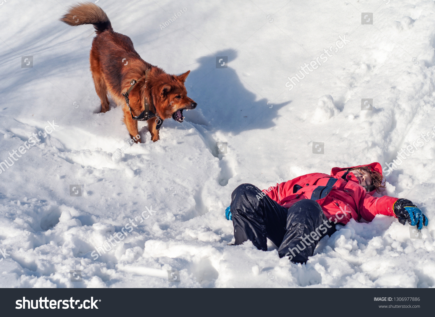Lifeguard Dog Found Boy Unconscious Snowy Stock Photo 1306977886