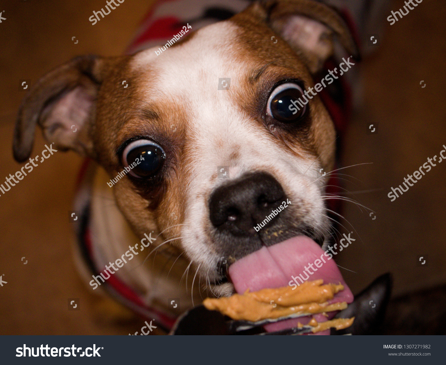 what should a jack russell eat