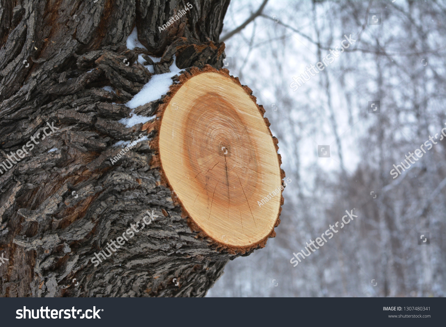 147 463 Tree Branch Cutting Images Stock Photos Vectors Shutterstock   Stock Photo Tree With Sawed Off Branch In The Winter Forest Fresh Smooth Cut Annual Rings Bark Under The 1307480341 