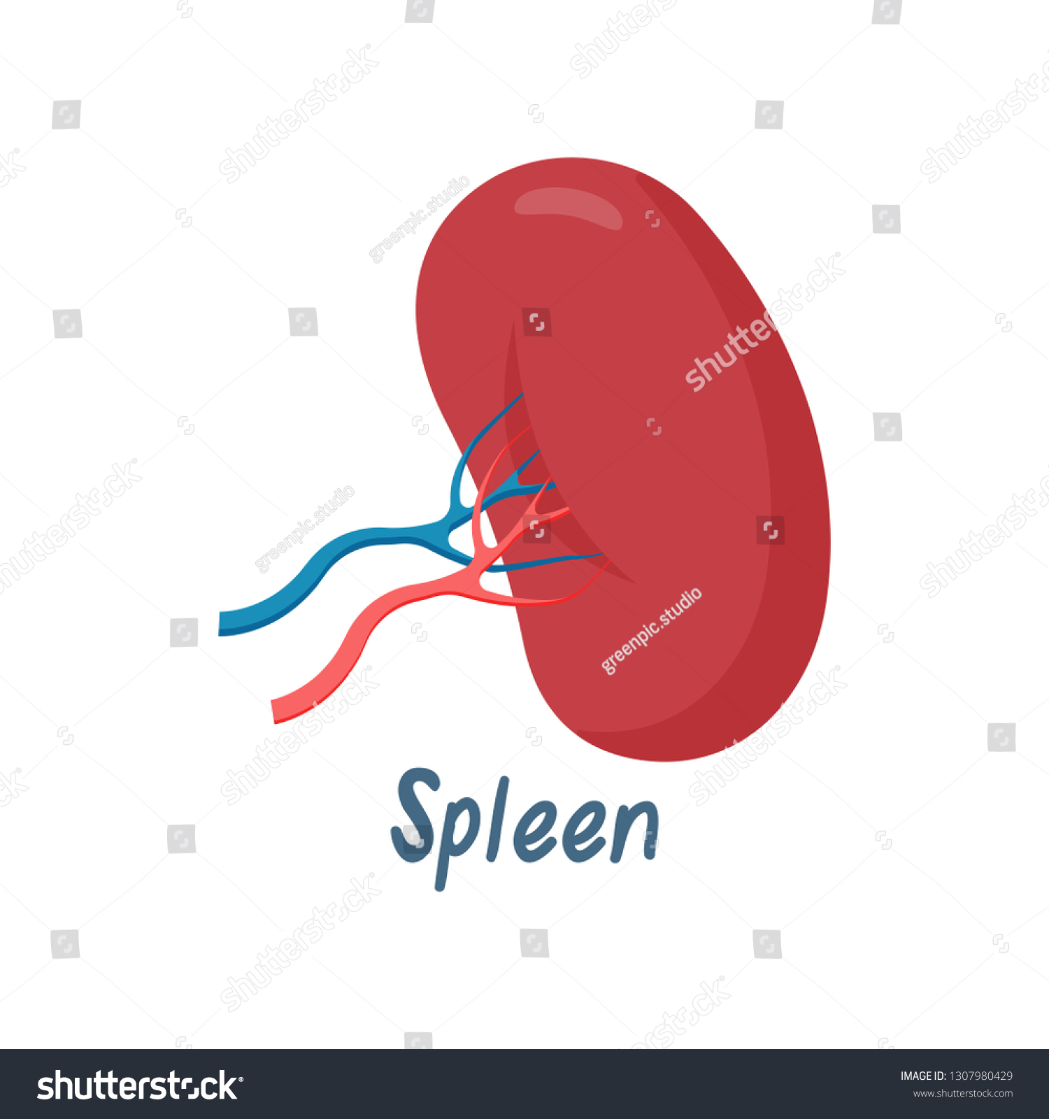 Spleen Healthy Internal Organ Human Anatomy Stock Vector (Royalty Free ...
