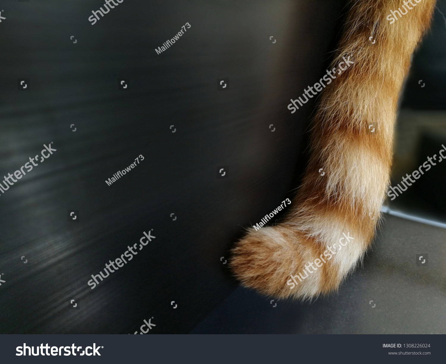 lump on cat's tail