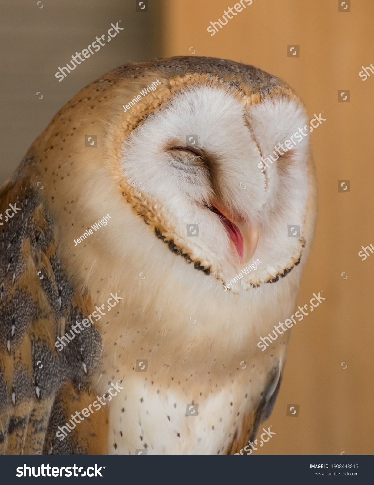 barn owl eyes close up