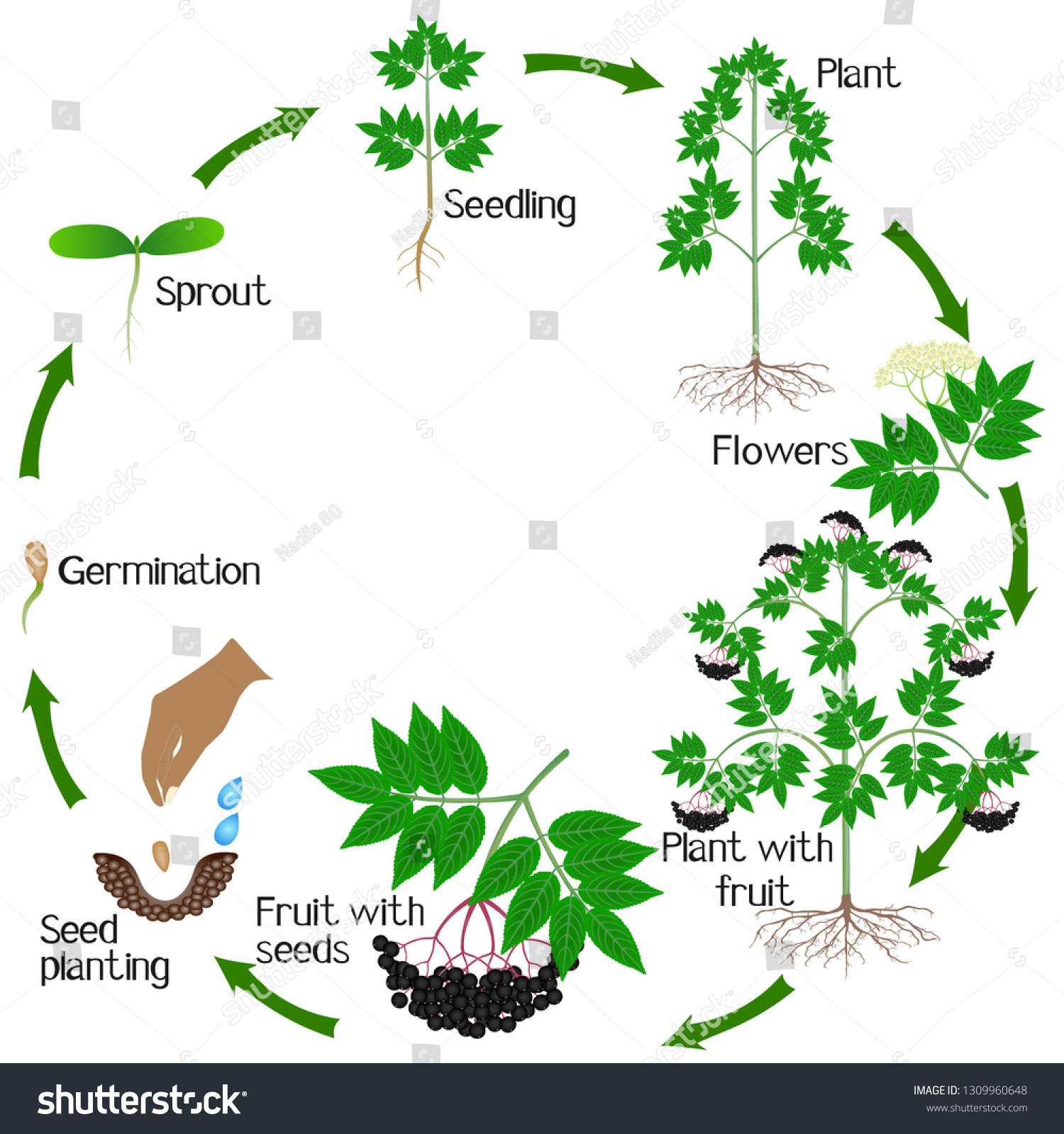 Growth Cycle Black Elderberry Plant On Stock Vector (Royalty Free ...