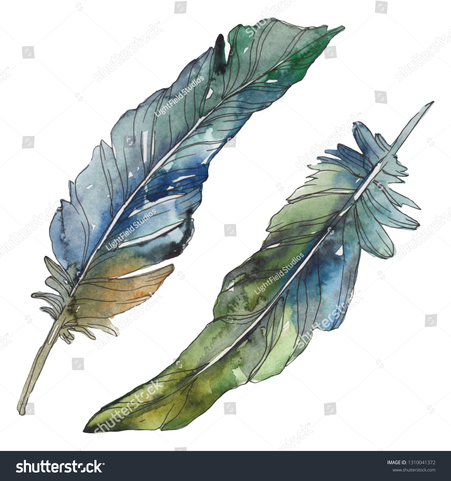 Bird Feather Wing Isolated Watercolor Background Stock Illustration ...