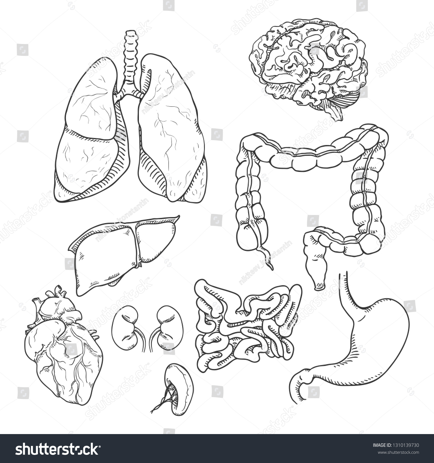 Vector Sketch Set Anatomical Human Organs Stock Vector (Royalty Free ...