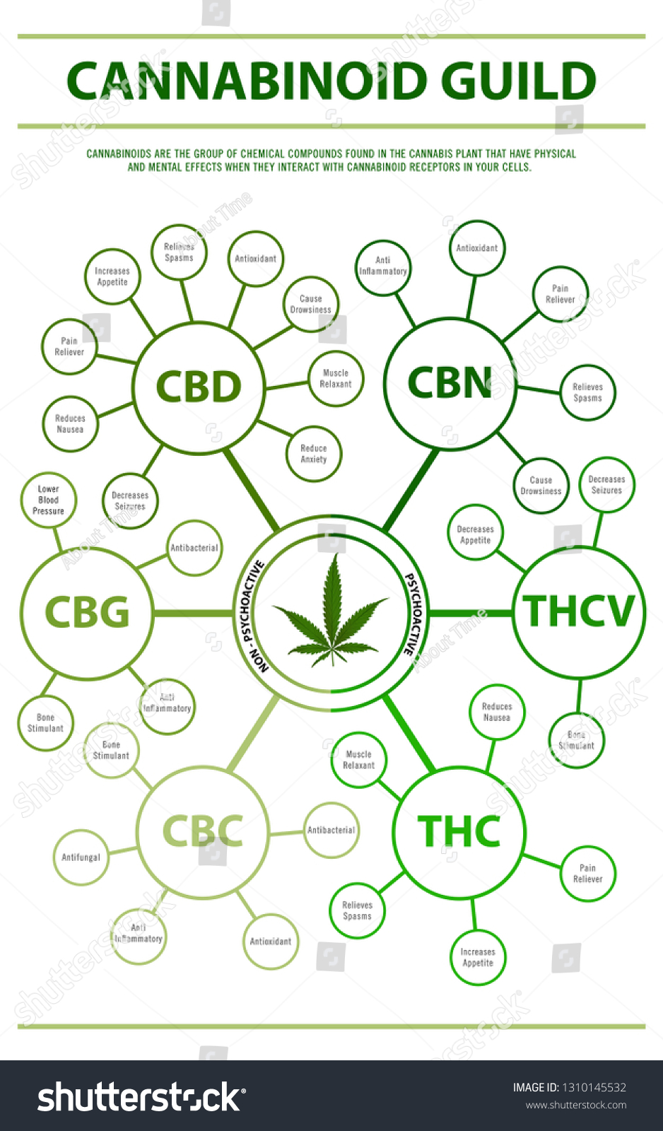 Cannabinoid Guide Vertical Infographic Illustration About Stock Vector ...