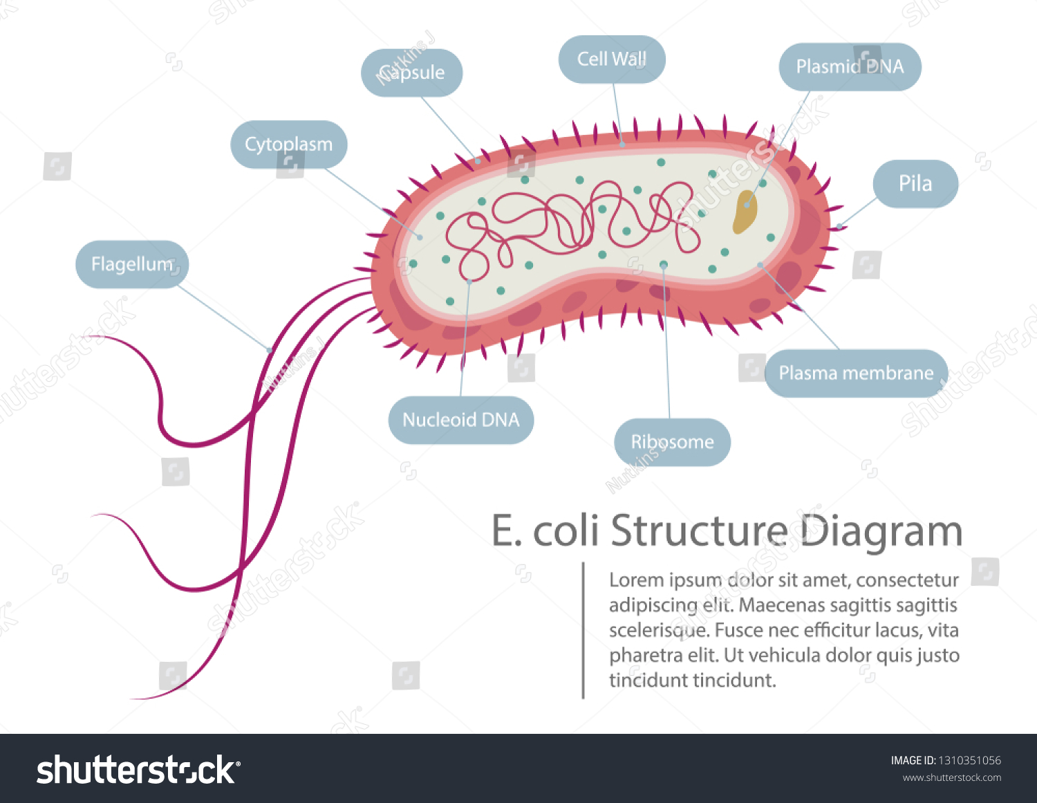 Escherichia Coli Structure Diagram Vector Illustration 스톡 벡터(로열티 프리