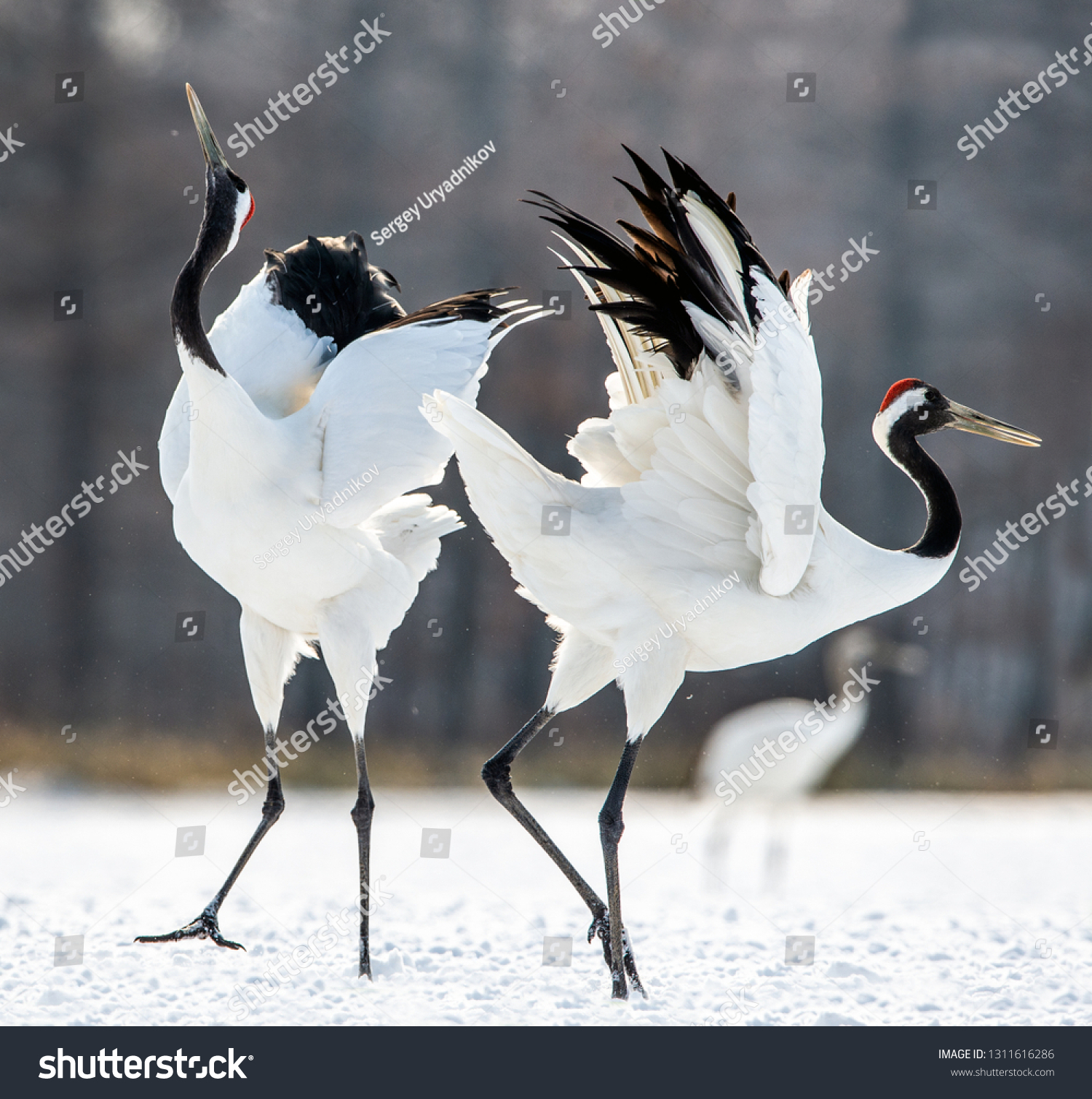 Dancing Cranes Ritual Marriage Dance Cranes Stock Photo 1311616286 ...