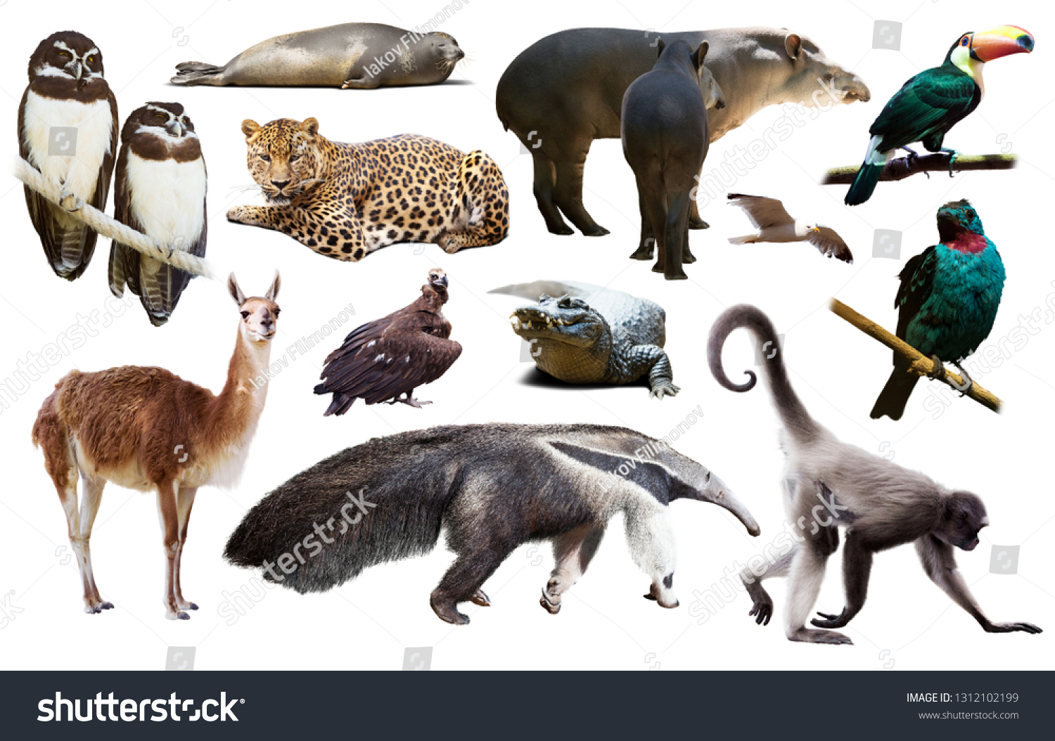 Mammals reptiles birds. Mammals and Birds. Reptile or mammal.