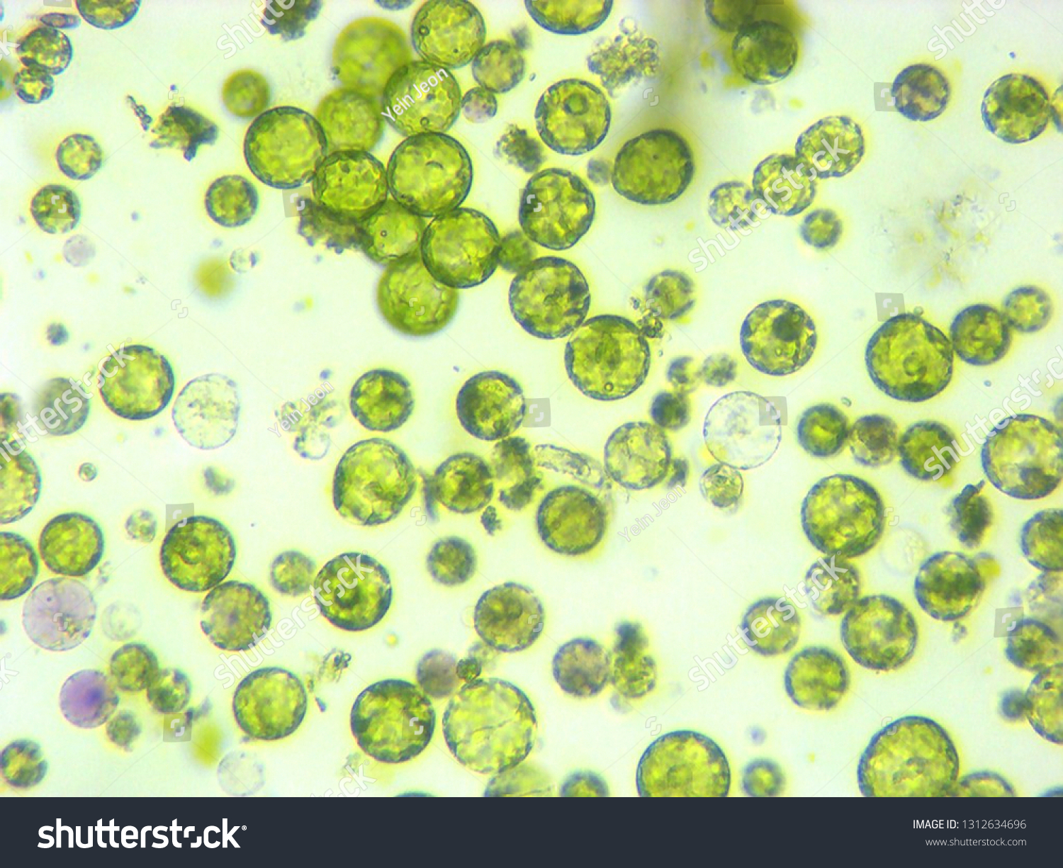 Photomicrograph Plant Protoplast Cell Isolated Use Stock Photo ...