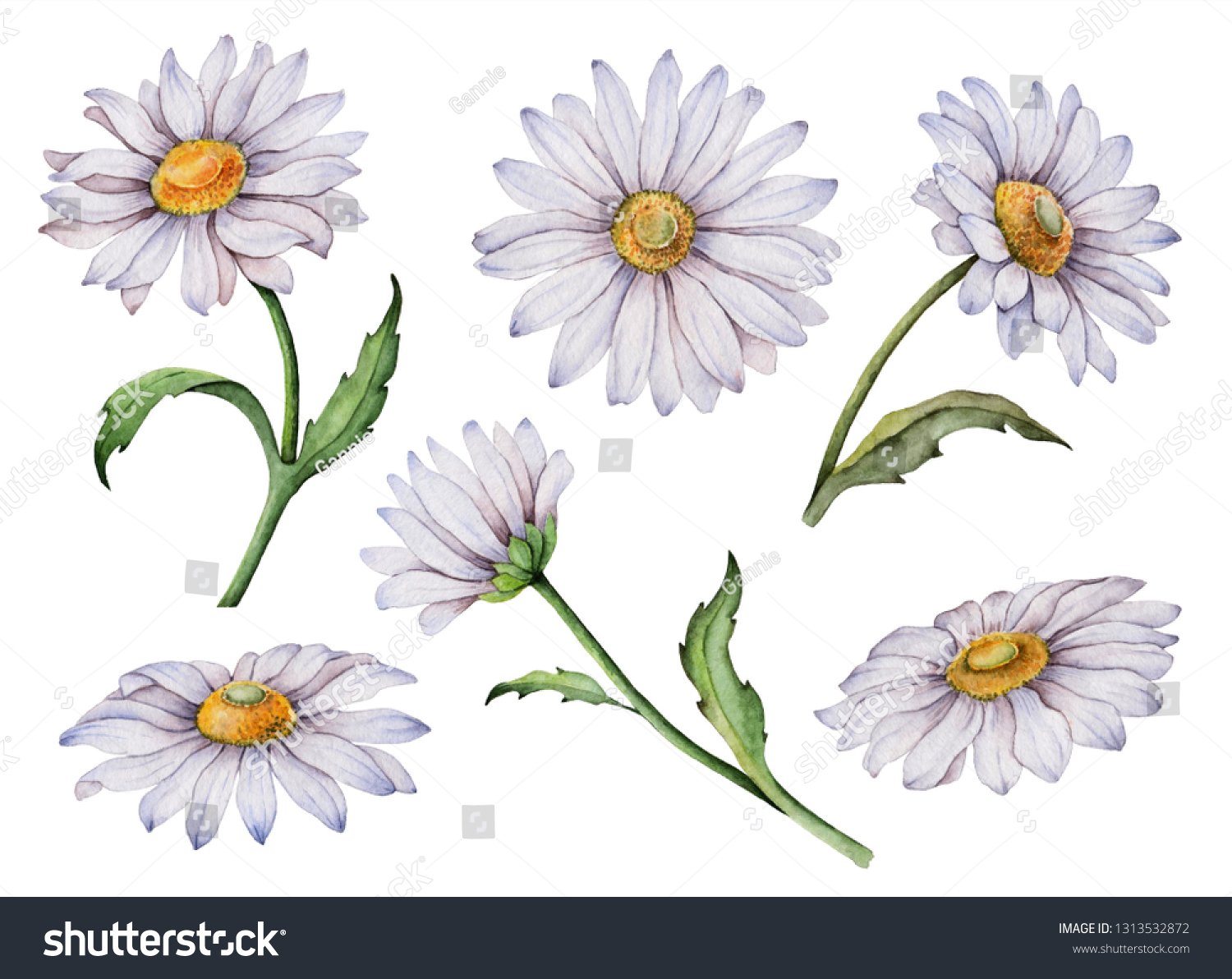 Set Watercolor Daisy Hand Painted Floral Stock Illustration 1313532872 ...