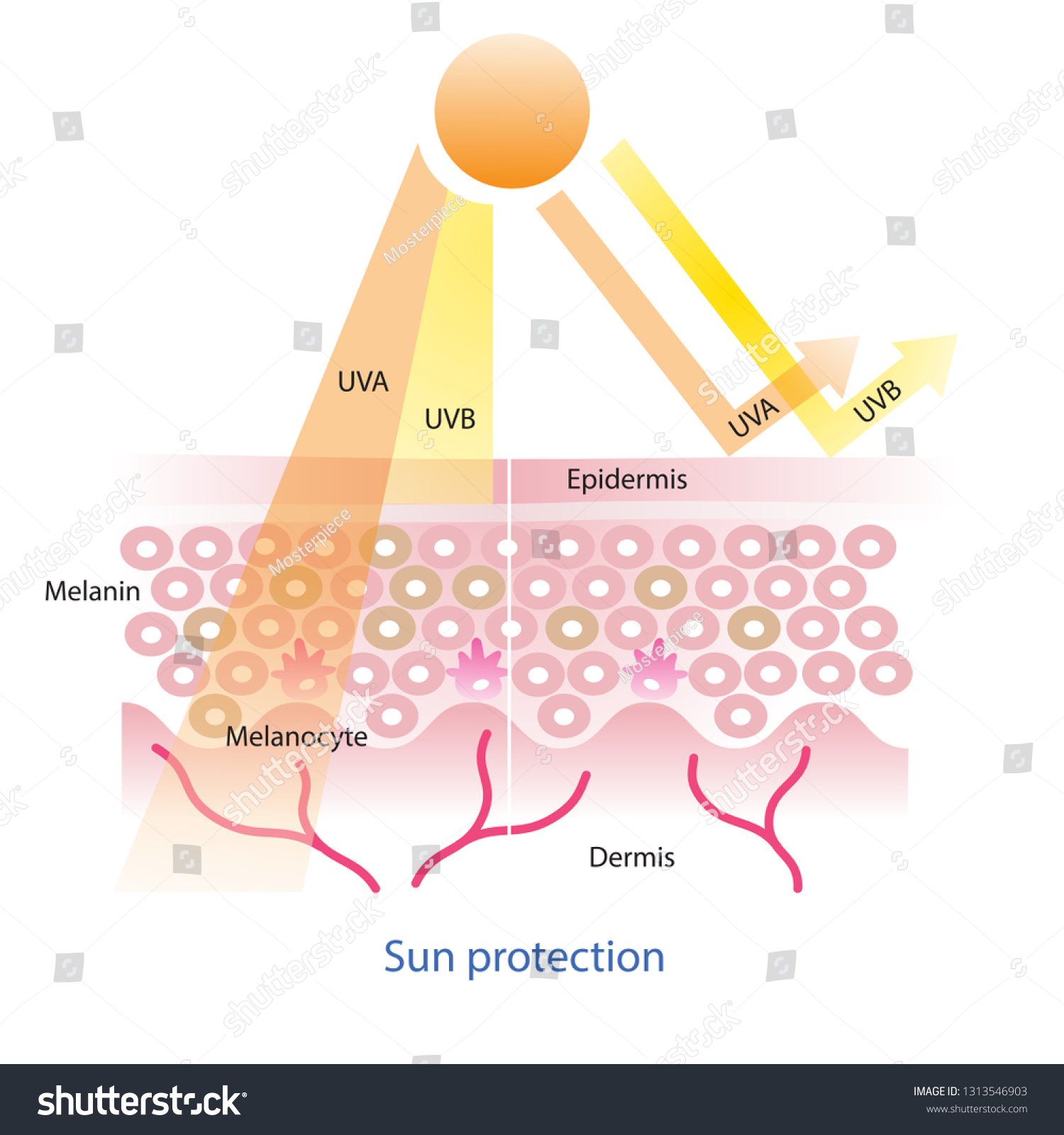 Sun Protection Uva Uvb Radiation Penetrate Stock Vector (Royalty Free ...