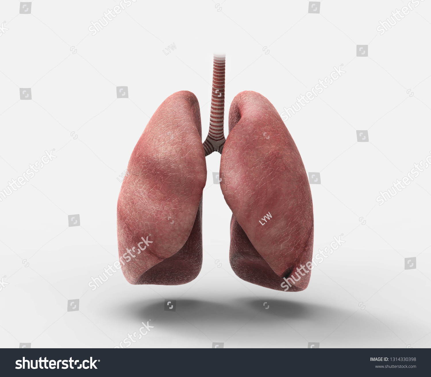 healthy human lung