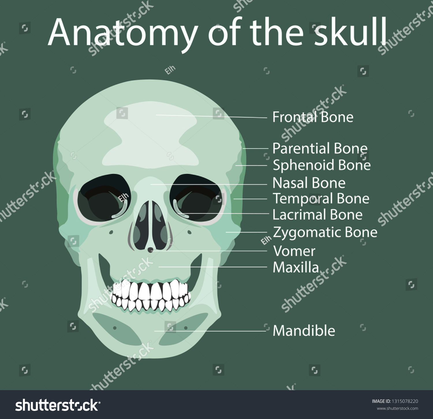 Parts Human Skull Medical Vector Illustration Stock Vector (Royalty ...