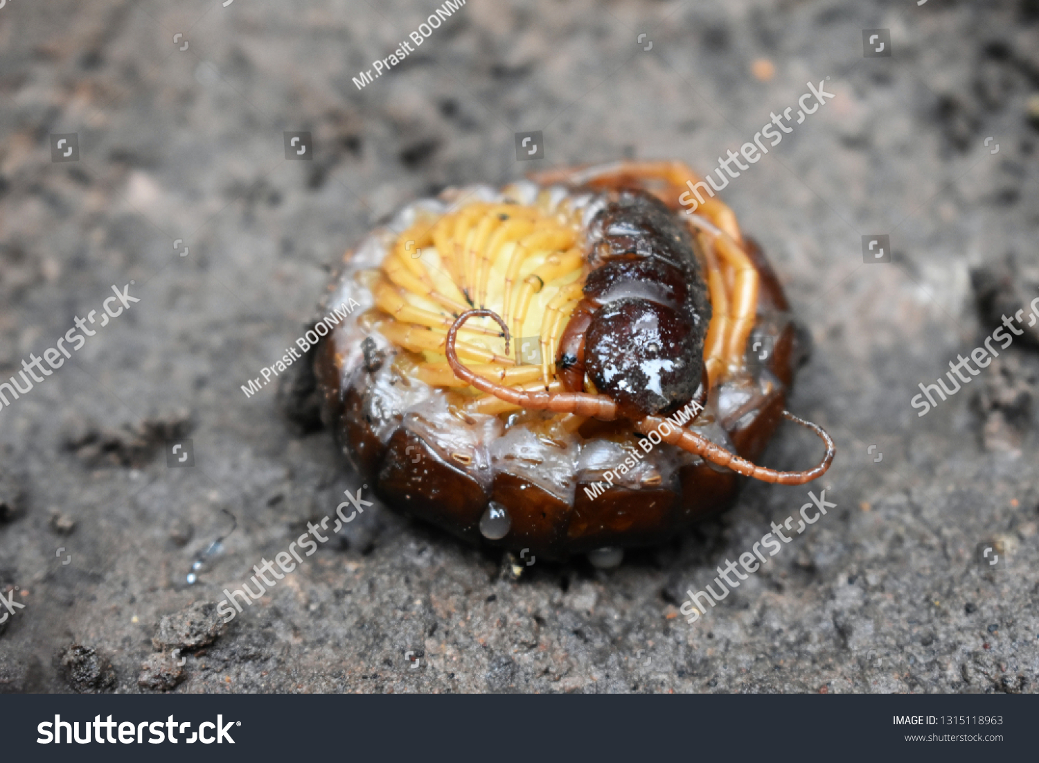 Poisonous Centipede Cuddling Her White Babies Stock Photo 1315118963 ...