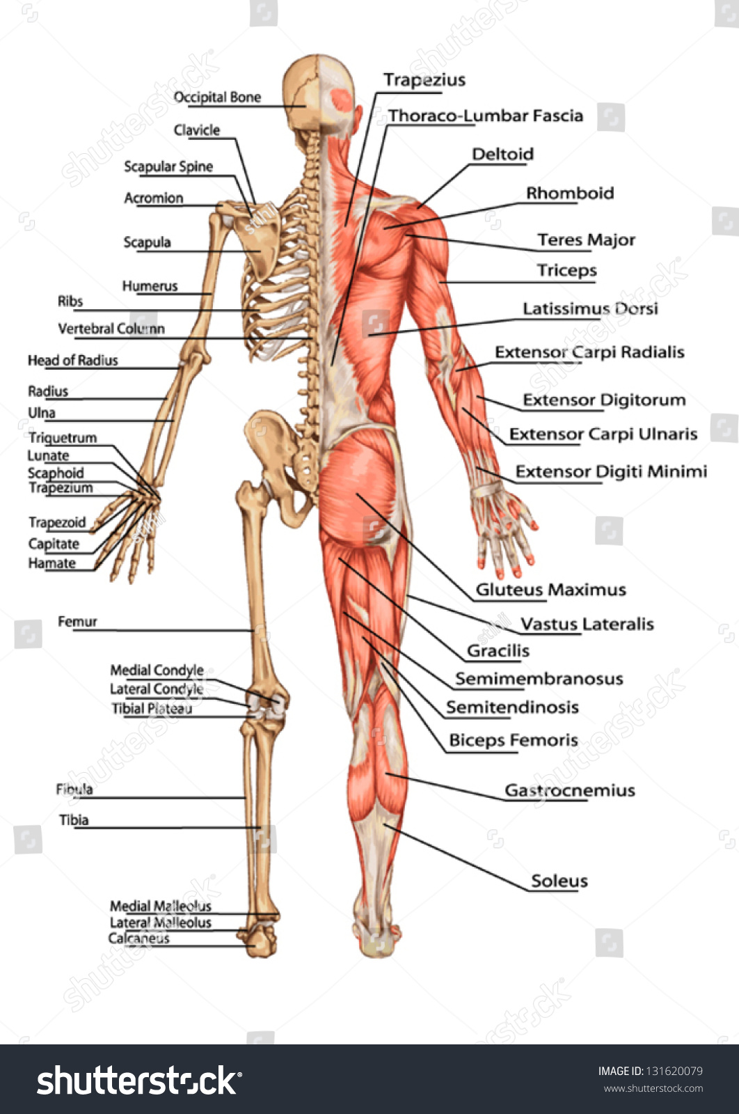 Human Skeleton Posterior View Didactic Board Stock Vector Royalty Free Shutterstock