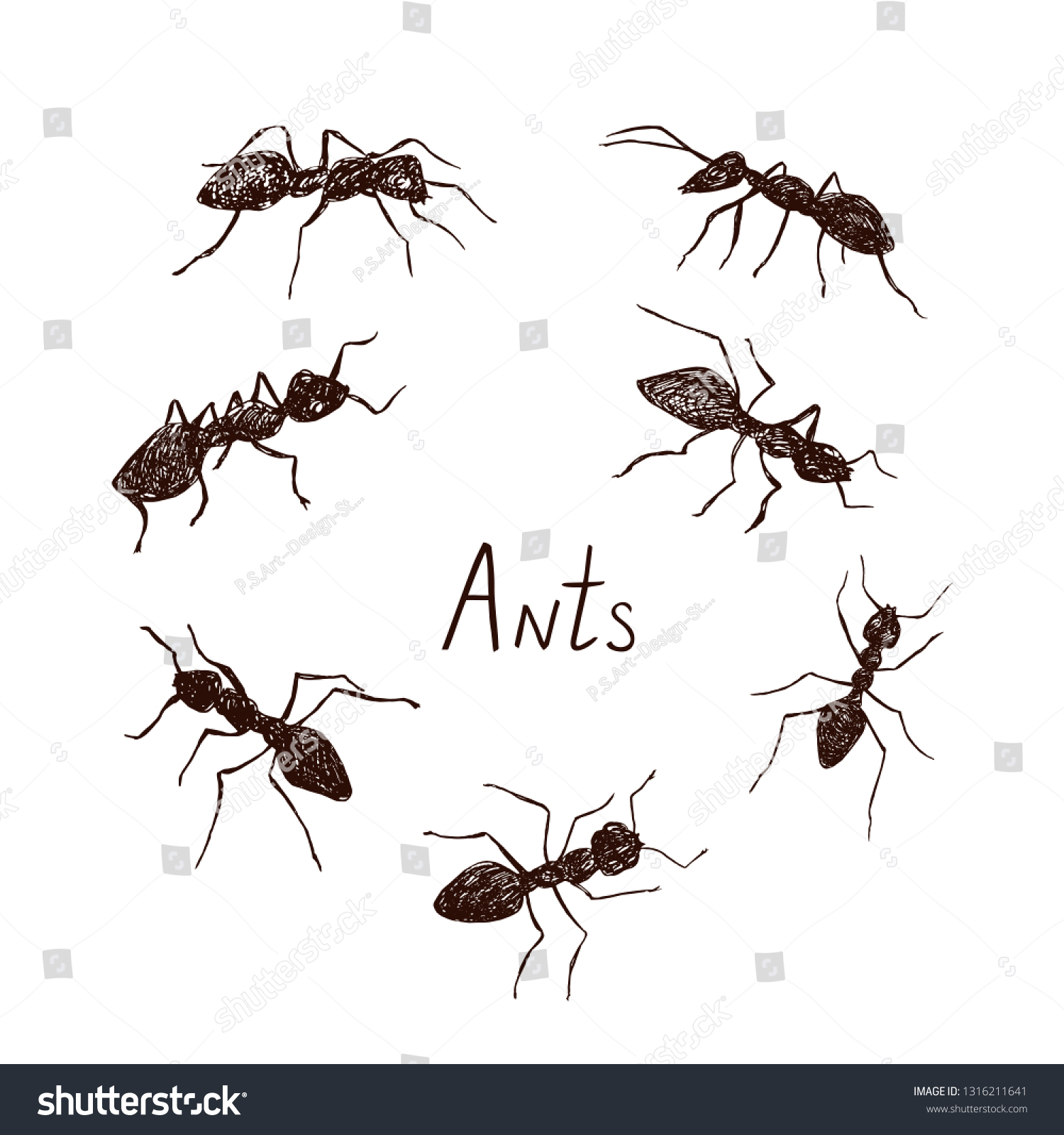 Ants Collection Drawing Vintage Engraved Illustration Stock Vector ...