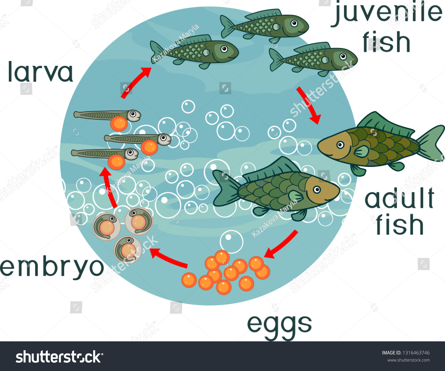Life Cycle Fish Sequence Stages Development Stock Vector (Royalty Free) 131...