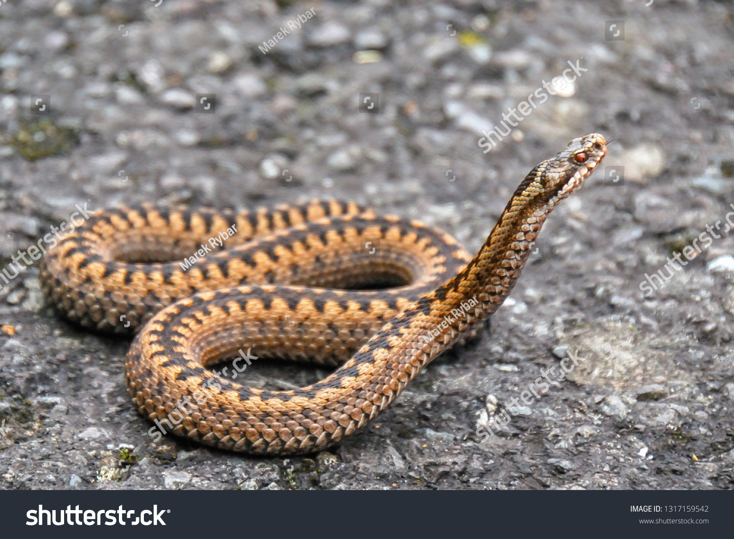 Палестинская гадюка вернера в подмосковье. Палестинская гадюка (Vipera Palaestinae). Палестинская гадюка Вернера. Гадюковые (подсемейство). Вернера змея.