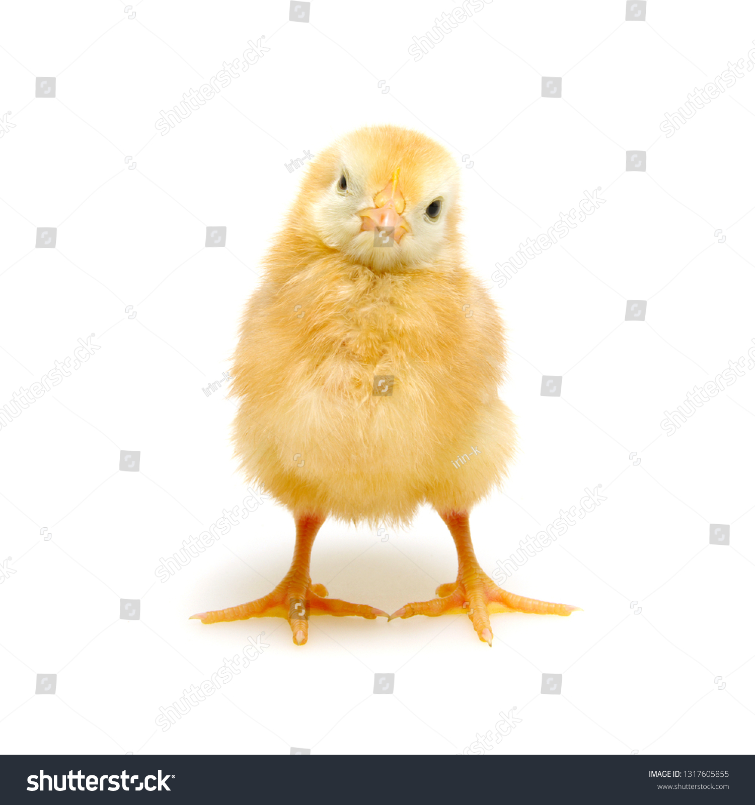 Chicks Isolated On White Background Stock Photo 1317605855 | Shutterstock