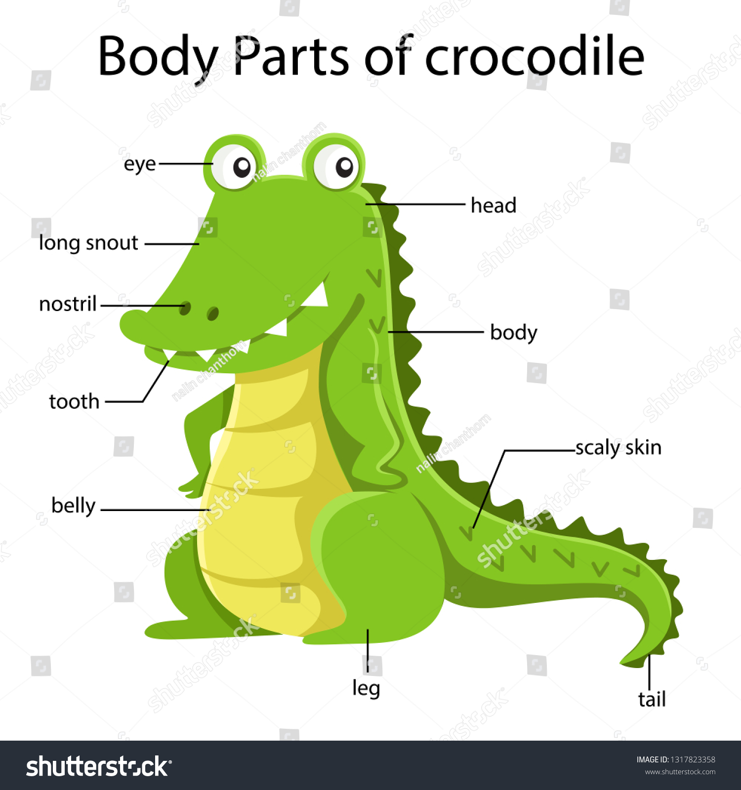 Illustrator Body Parts Crocodile Stock Vector (Royalty Free) 1317823358 ...