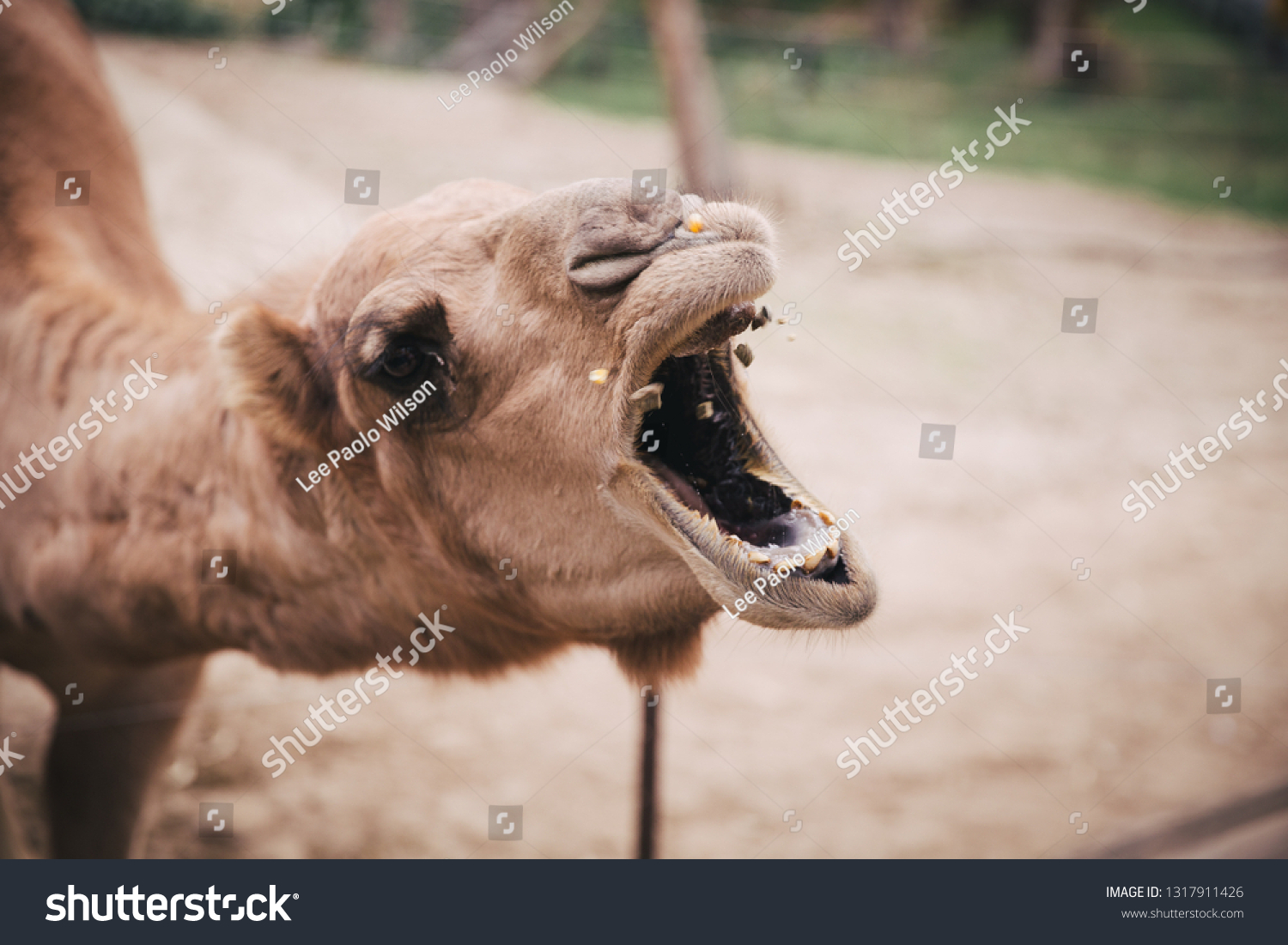 Camel Mouth Open Foto De Stock 1317911426 Shutterstock