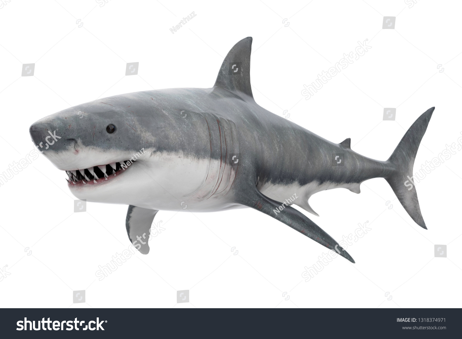 Great White Shark Isolated 3d Rendering Stock Illustration 1318374971 ...