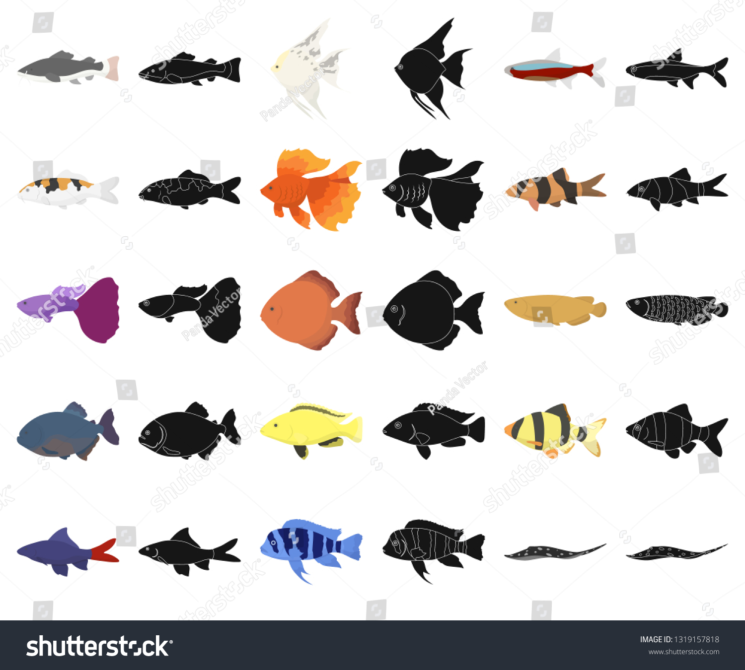 types of aquarium fish with pictures