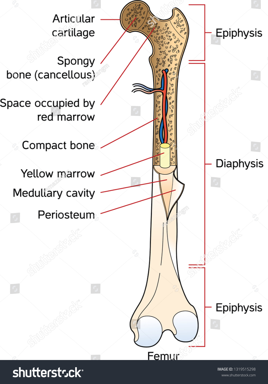 Human Bone Structure Stock Vector (Royalty Free) 1319515298 | Shutterstock