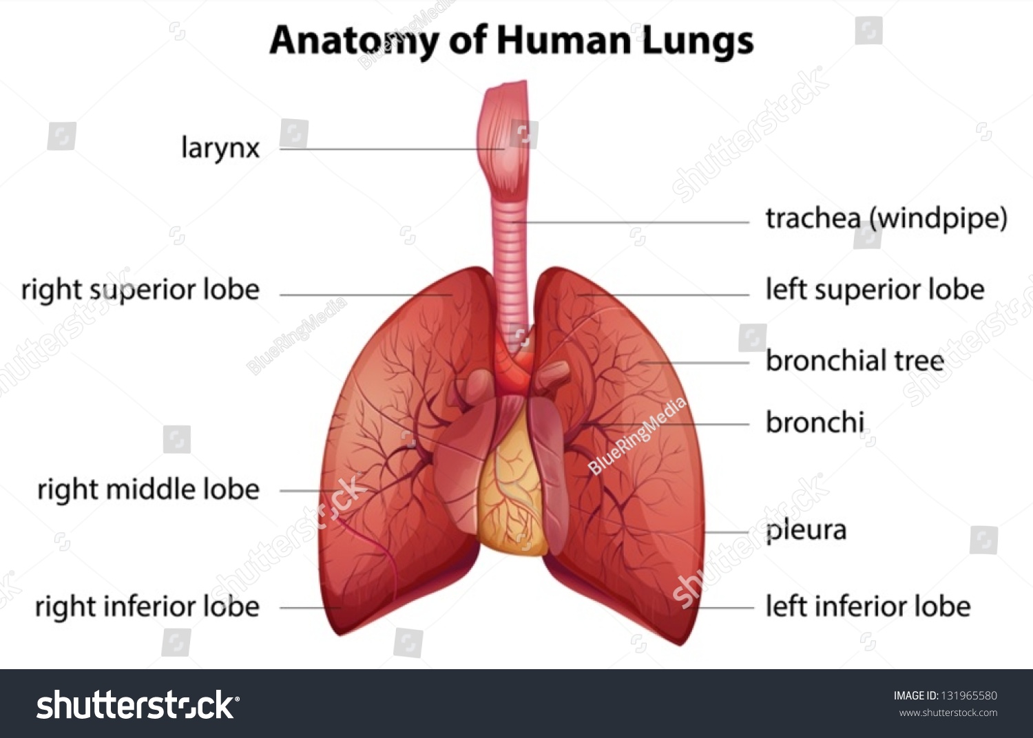 Illustration Human Respiratory System Stock Vector (Royalty Free ...