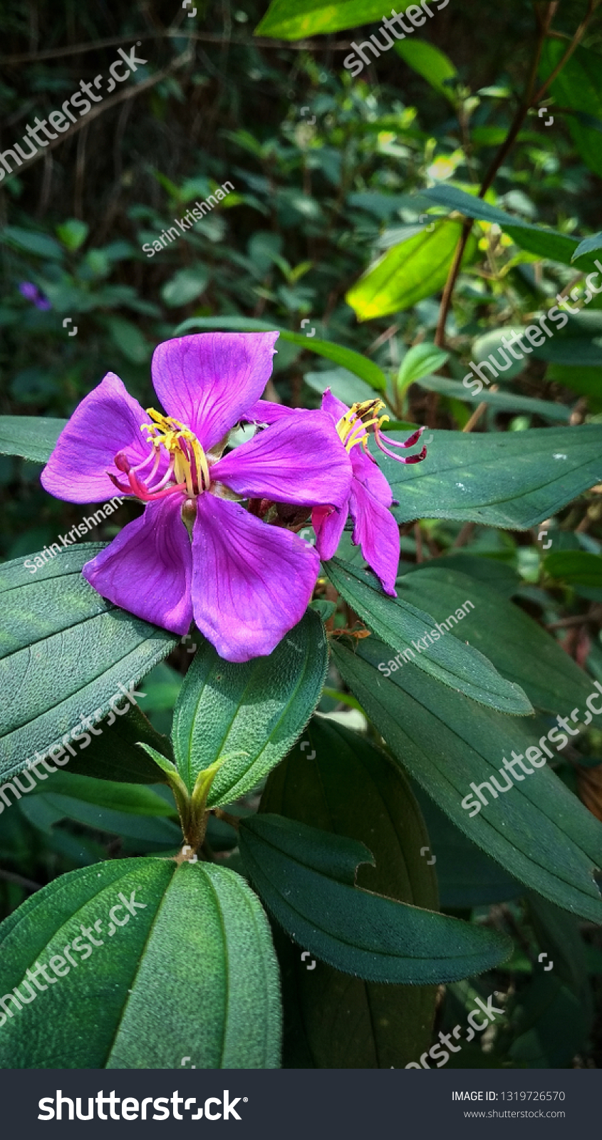 Melastoma Purple Flower Found Kerala Stock Photo 1319726570 | Shutterstock