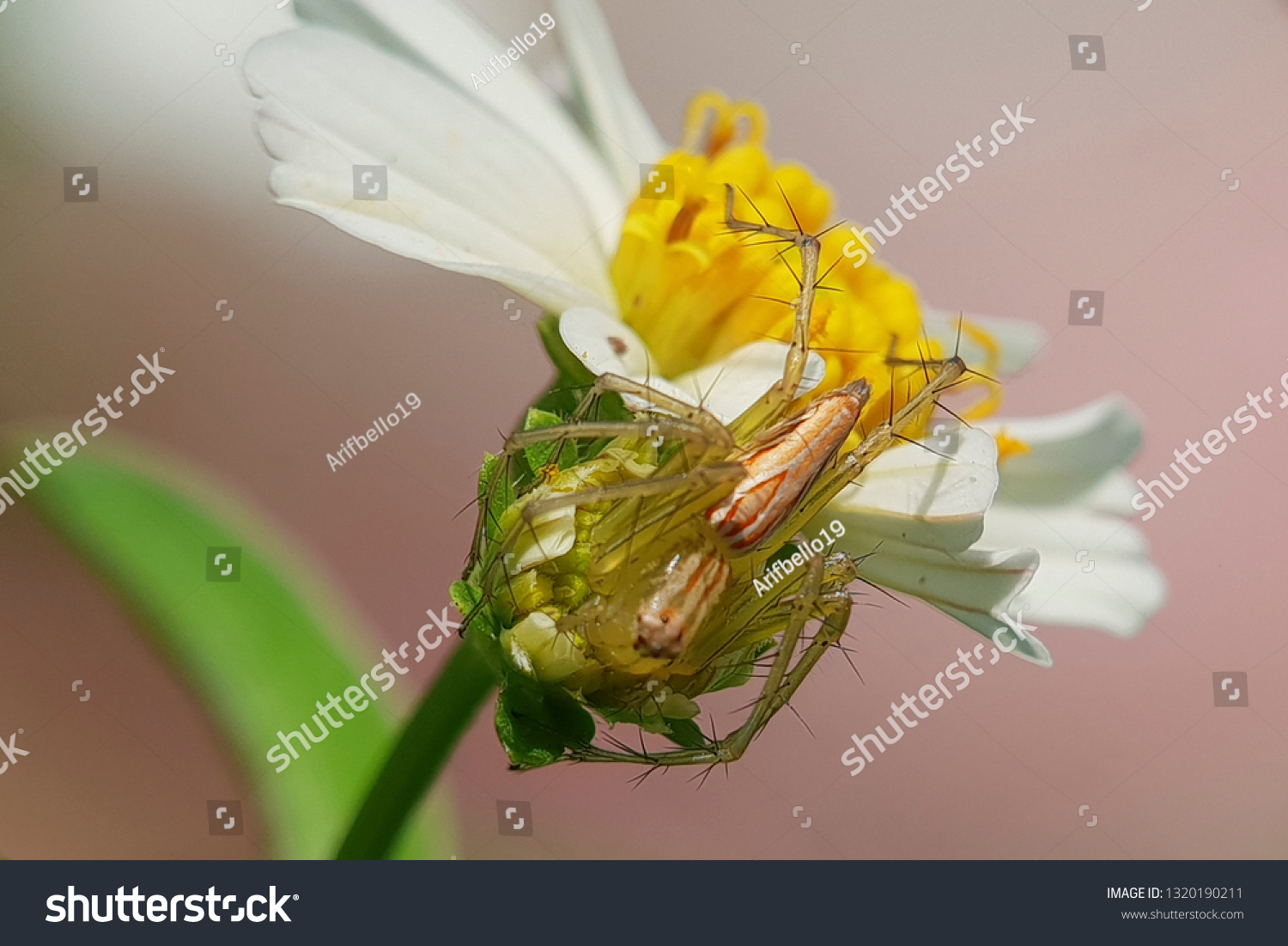 hymenoptera-one-biological-order-insects-which-stock-photo-1320190211