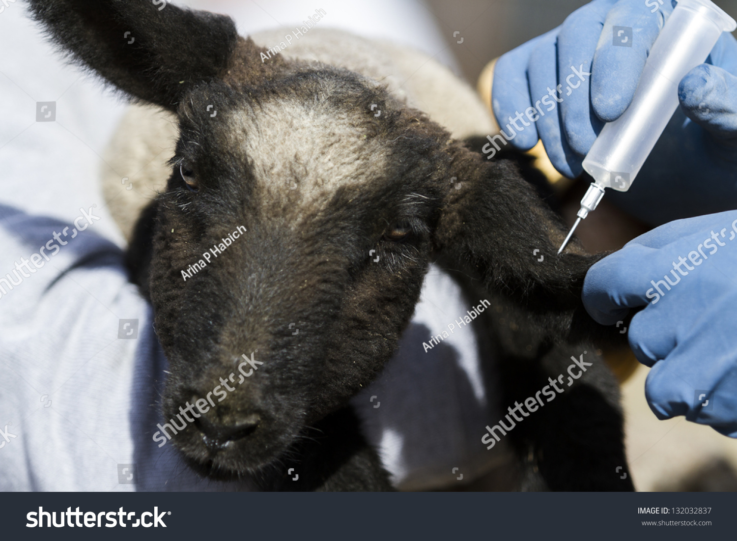 Брадзот овец вакцинация