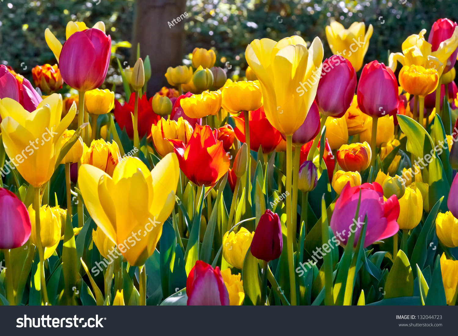 Colorful Tulips Park Spring Landscape Stock Photo 132044723 | Shutterstock