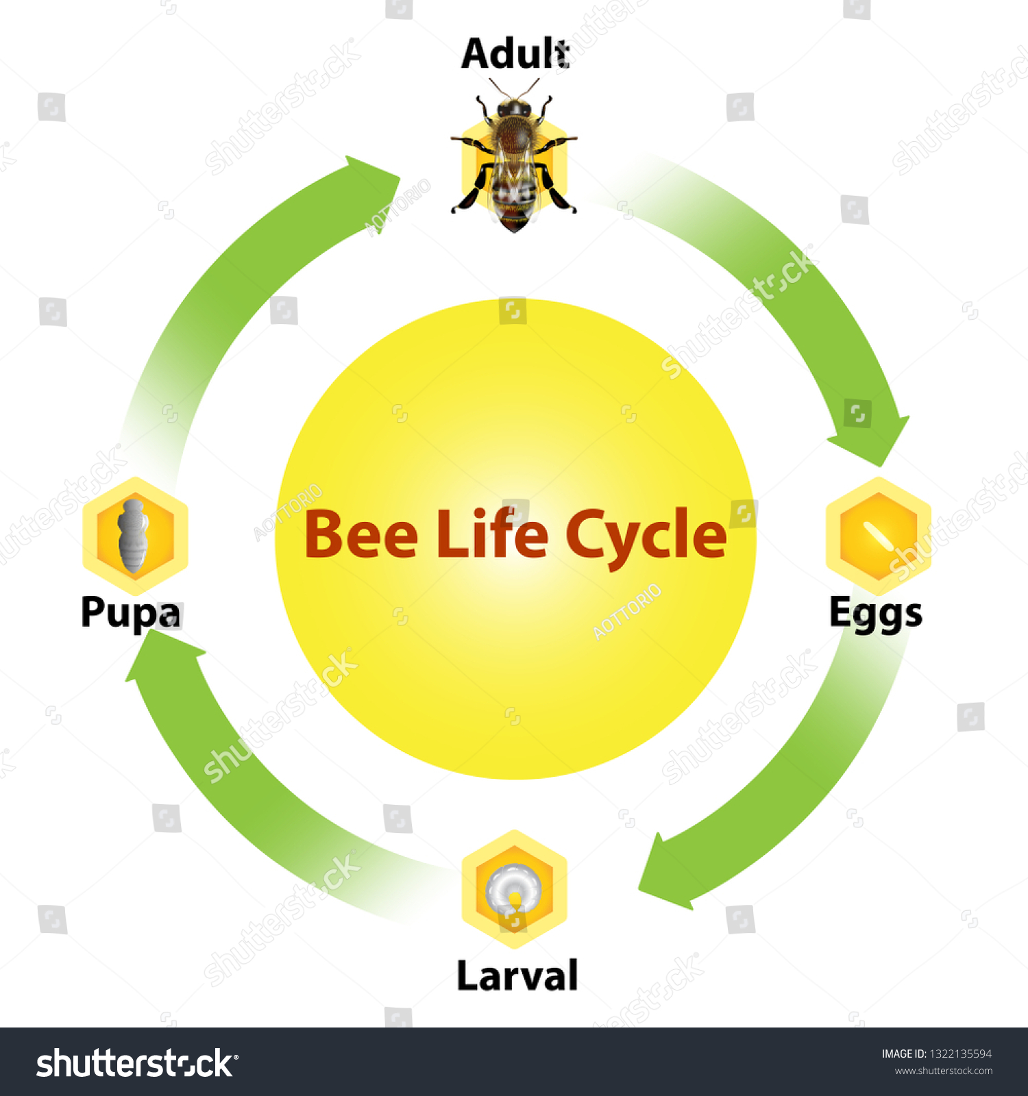 Honey Be Life Cycle Vector Illustration Stock Vector (Royalty Free ...