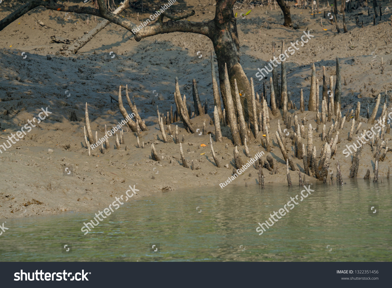 respiratory roots mangrove