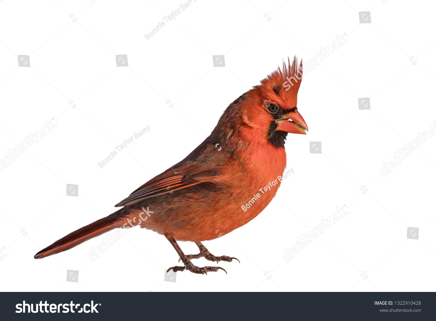 Side View Male Northern Cardinal Standing Stock Photo 1322910428 ...