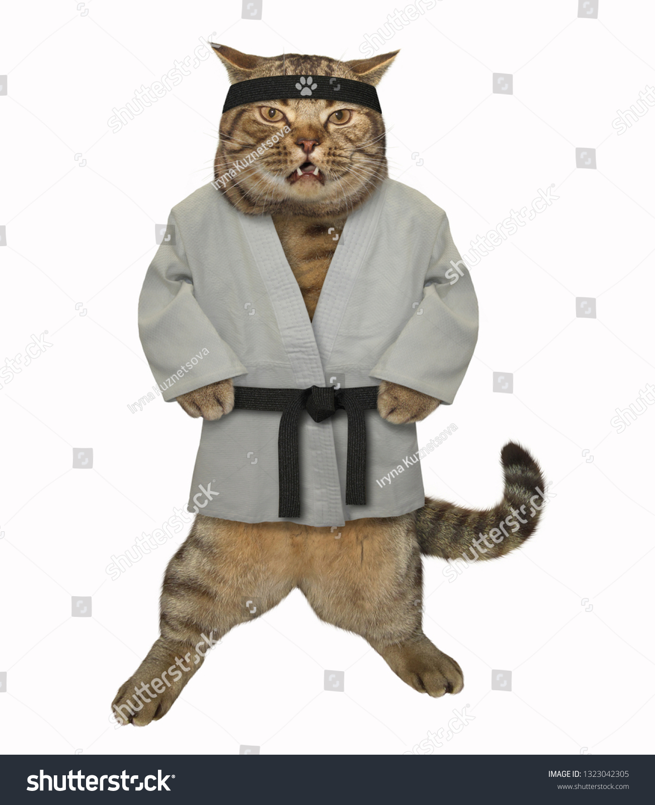 Кот в кимоно дзюдо