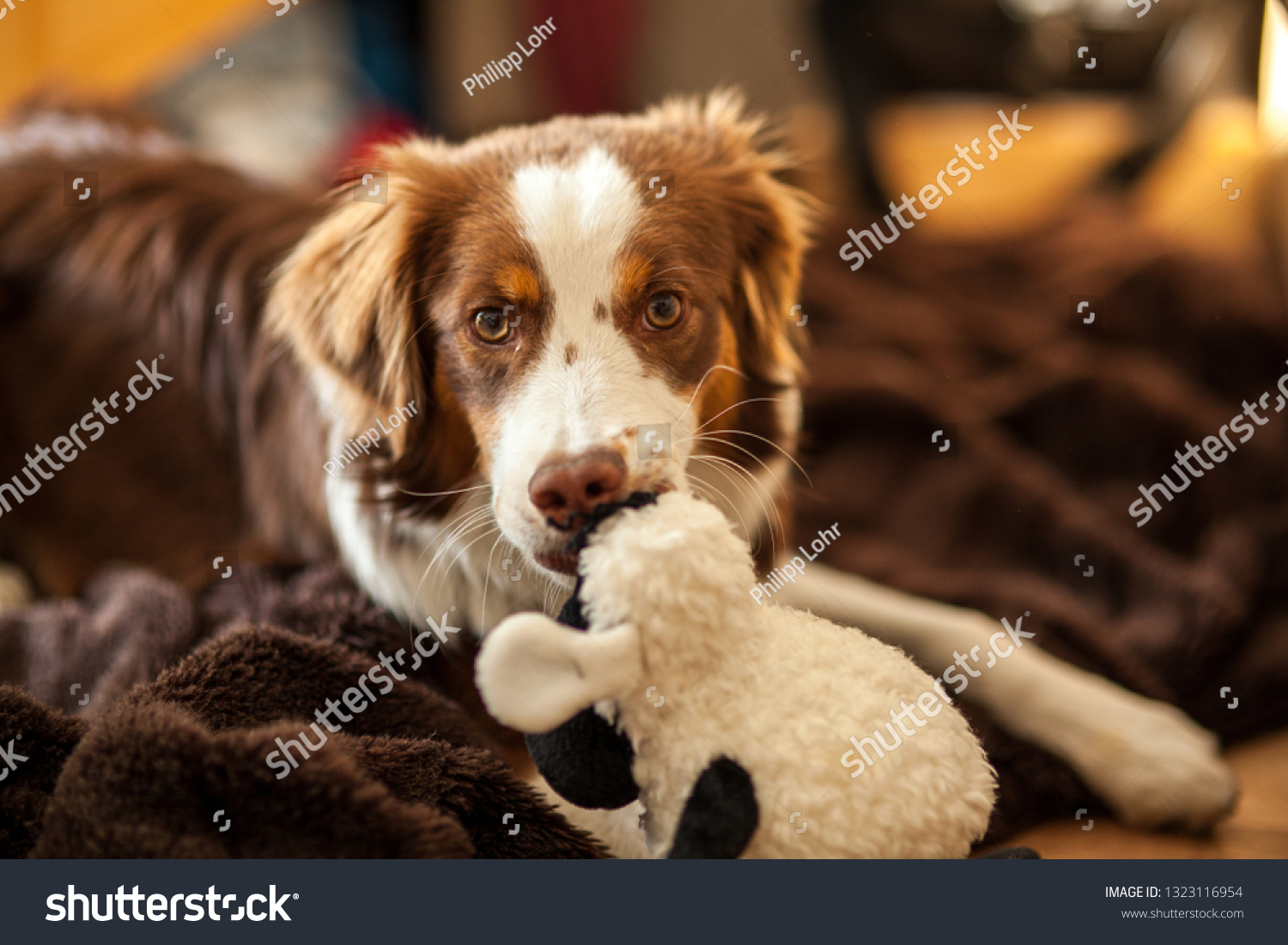 red tri aussie stuffed animal