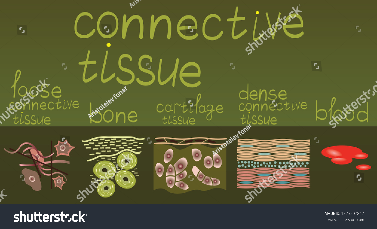 Anatomy Physiology Man Connective Tissue Structure Stock Vector ...