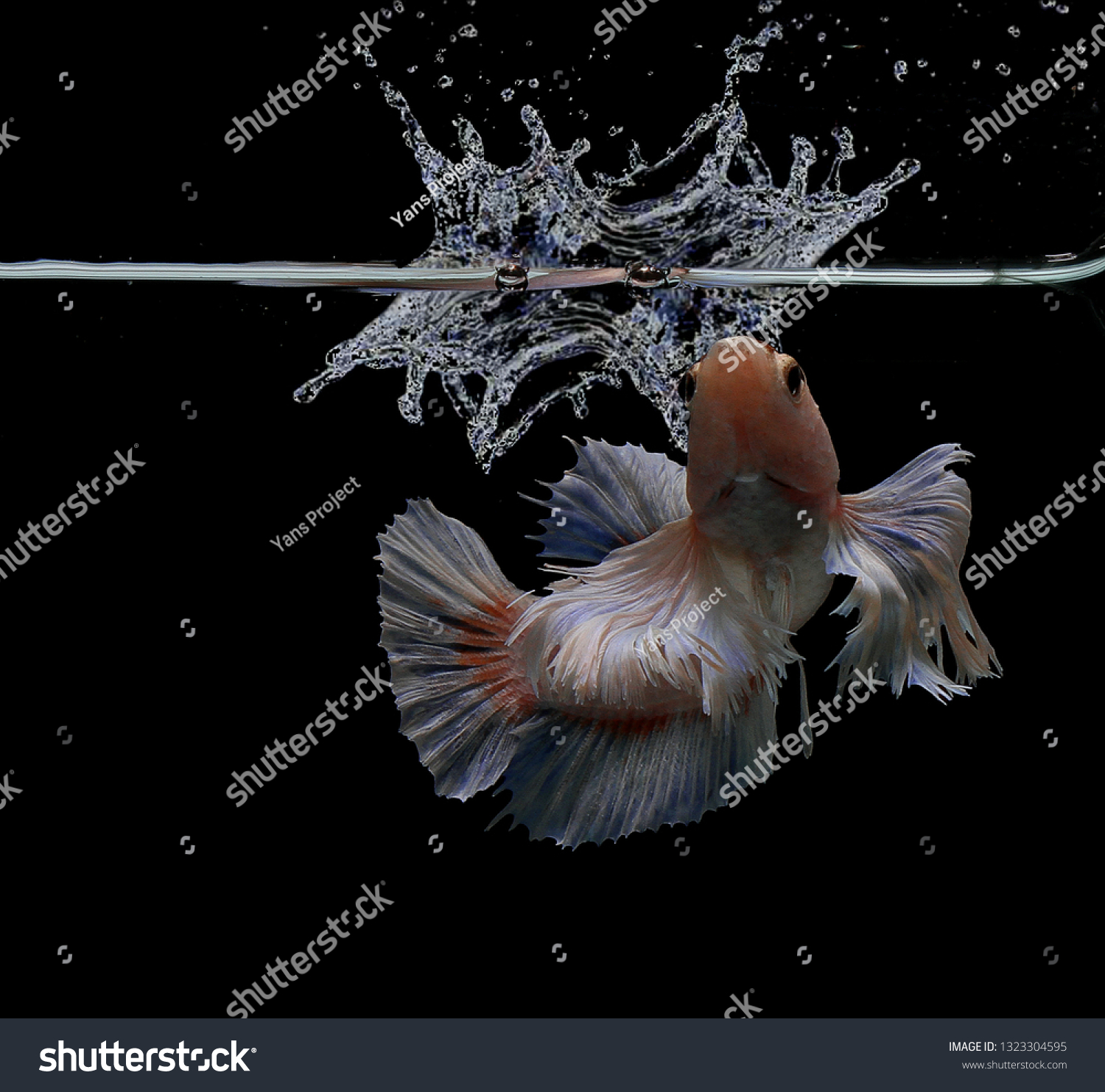 Pink Betta Fish Aquarium Black Background Stock Photo 1323304595 ...