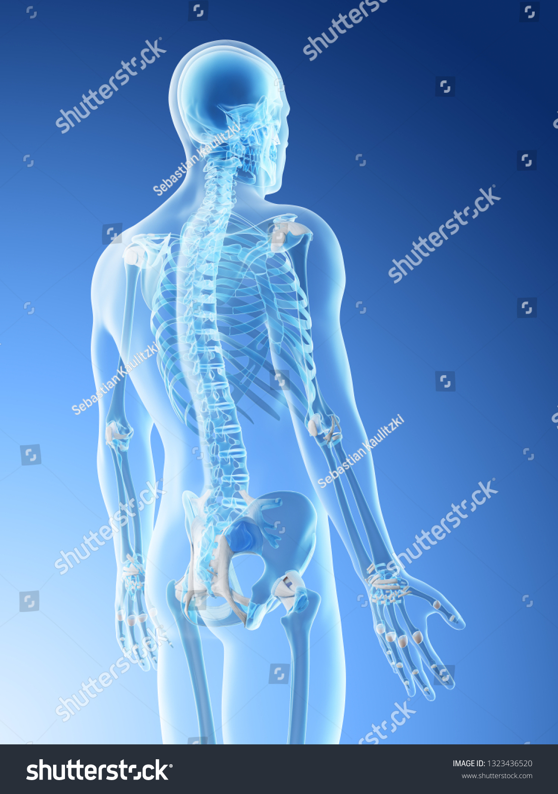 3d Rendered Illustration Mans Skeletal Back Stock Illustration ...