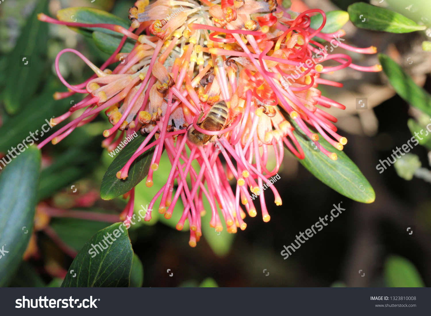 Closeup Grevillea Flora Mason Native Australian Stock Photo 1323810008 ...