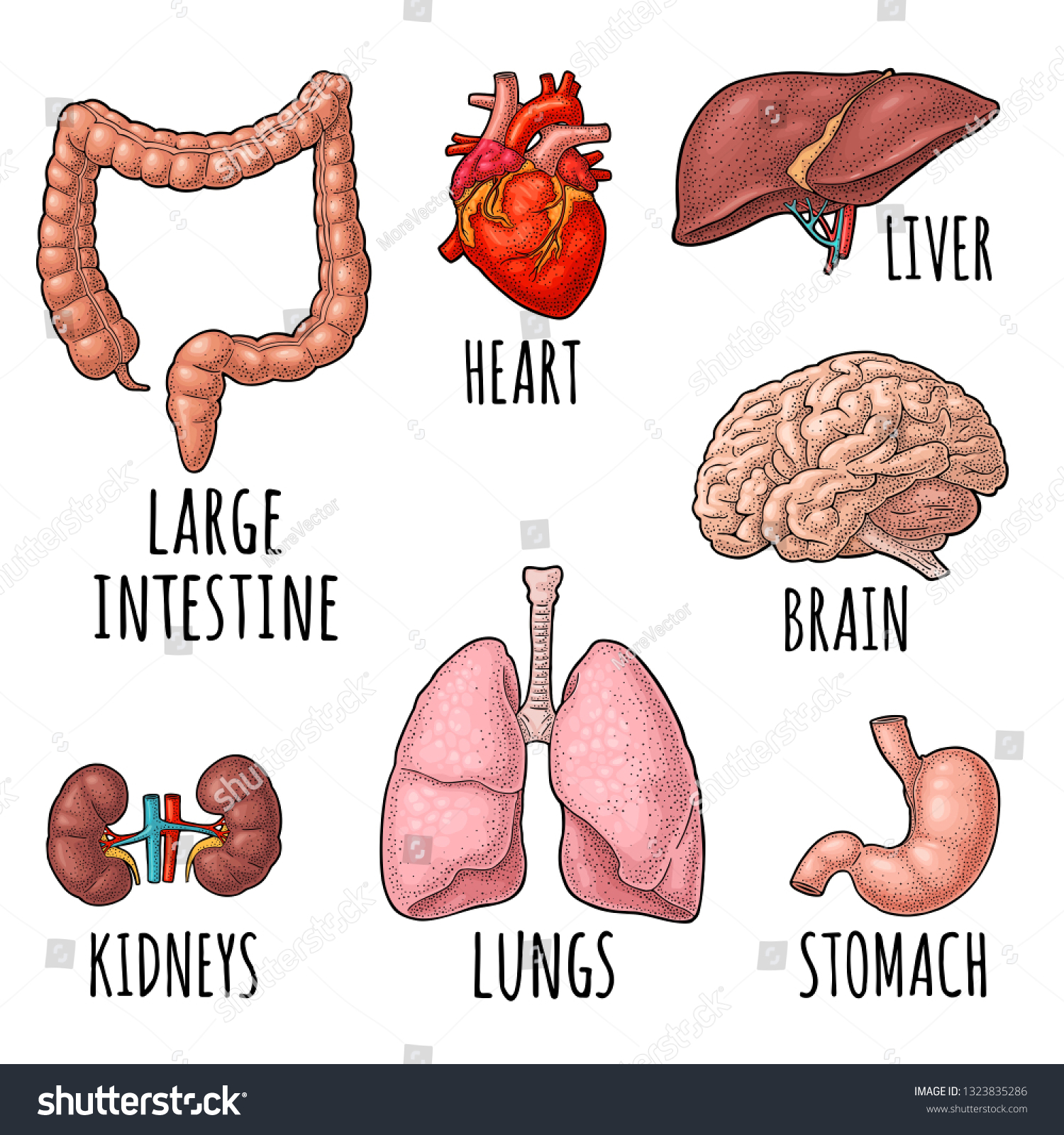 Human Anatomy Organs Brain Kidney Heart Stock Vector (Royalty Free ...