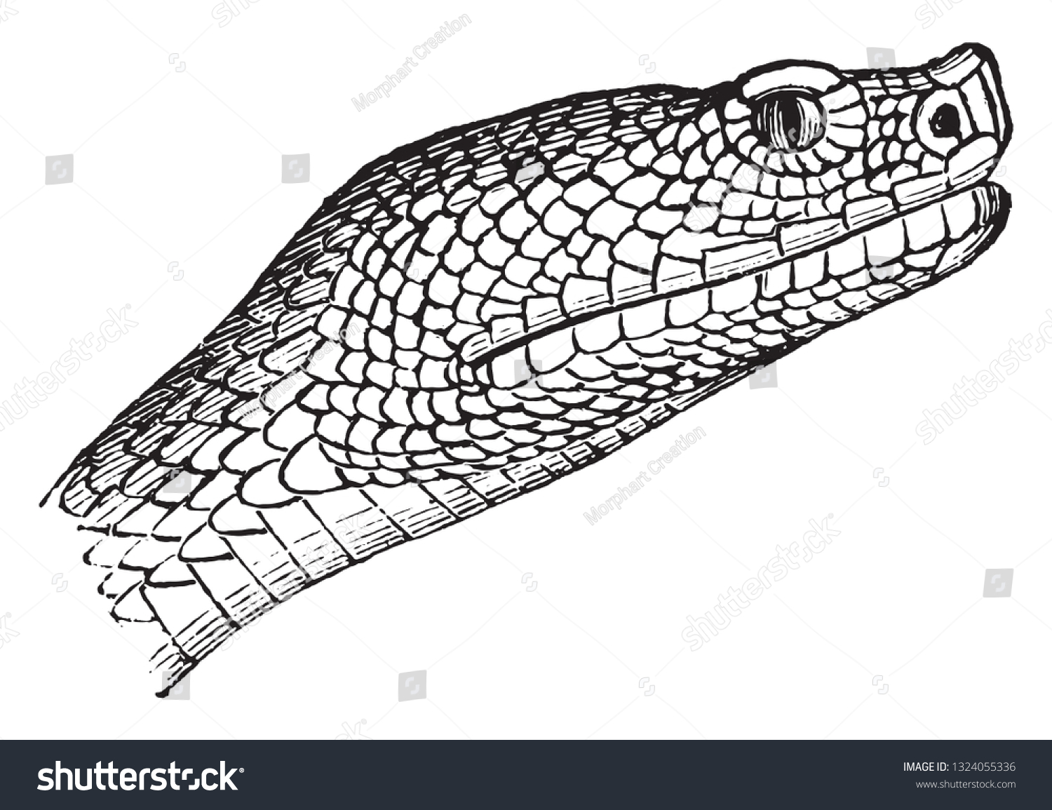 Vipers Snake Vintage Engraved Illustration Stock Vector (Royalty Free ...