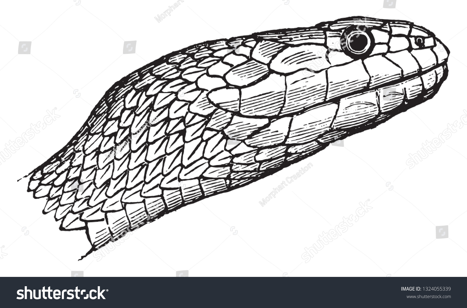 Vipers Snake Vintage Engraved Illustration Stock Vector (Royalty Free ...