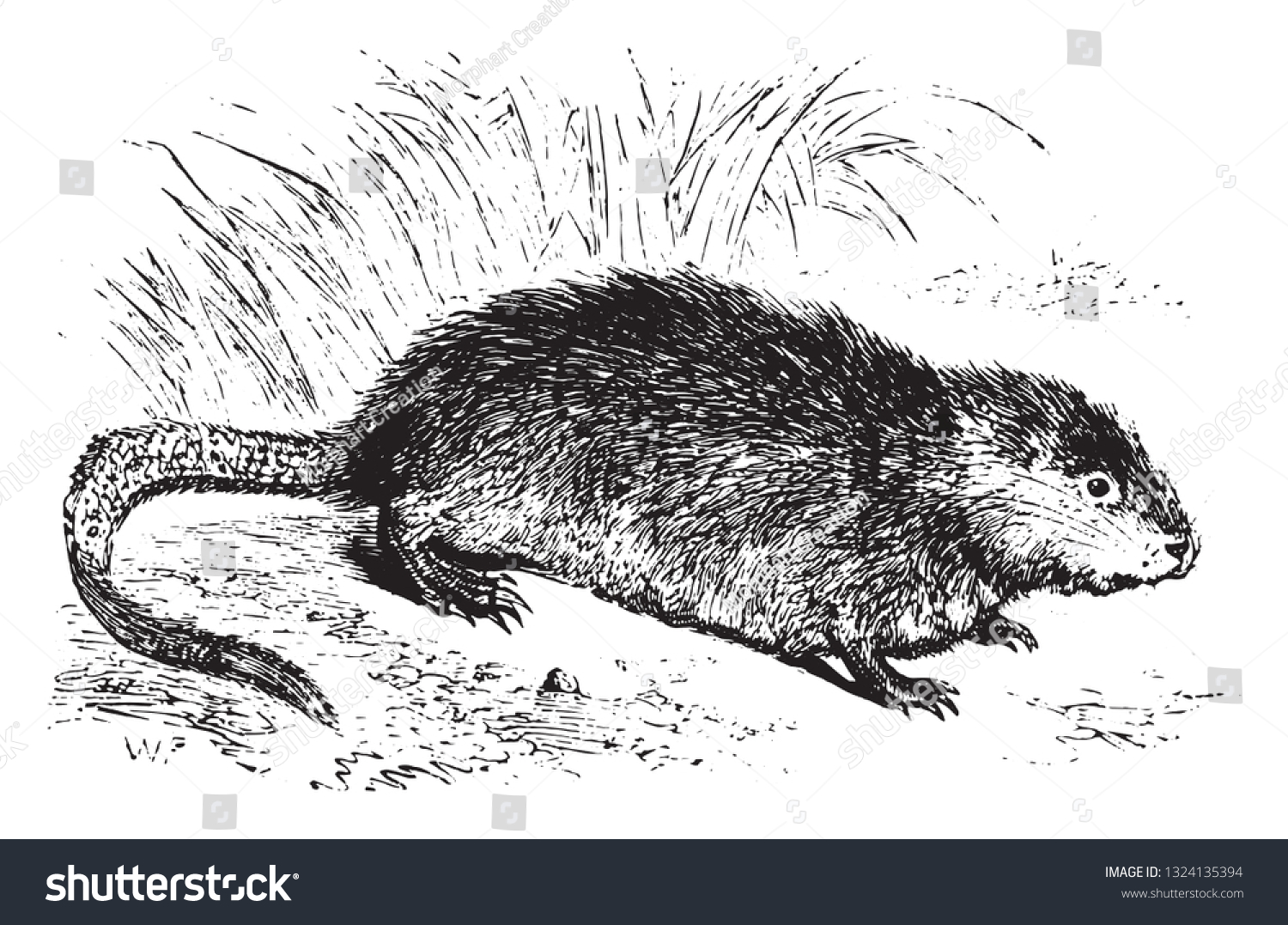 Muskrat Vintage Engraved Illustration Zoology Elements Stock Vector ...