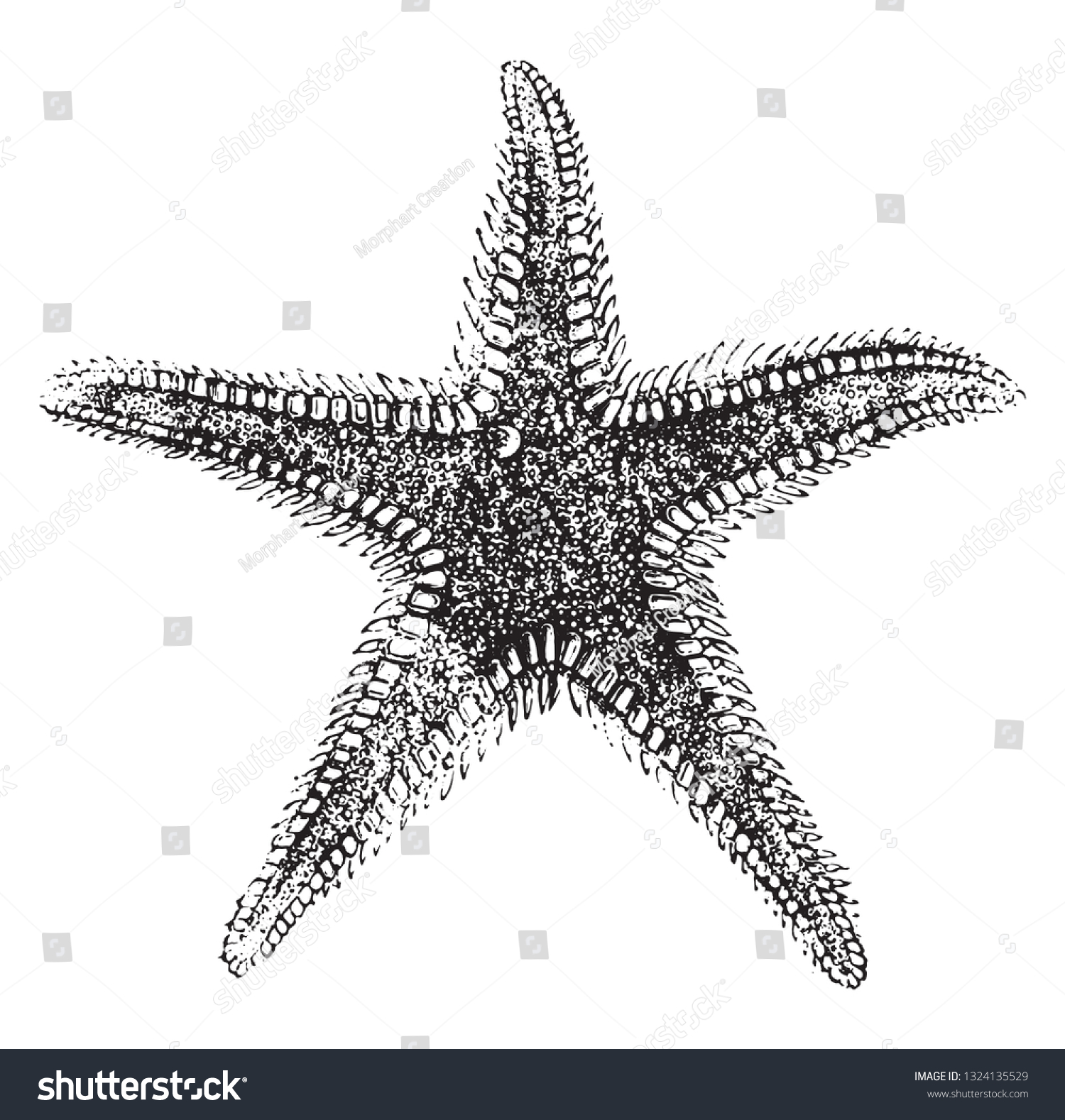 Asteria Starfish Genus Asteracanthus Vintage Engraved Stock Vector 